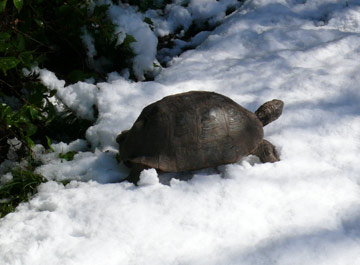 Trachemys scripta